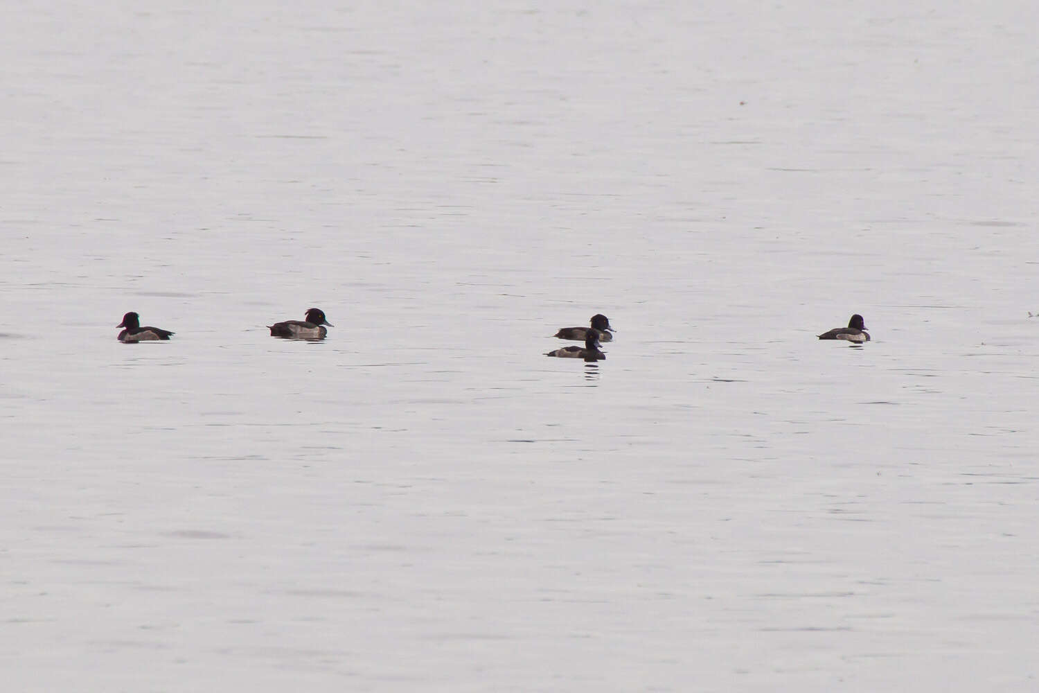 Image of Tufted Duck