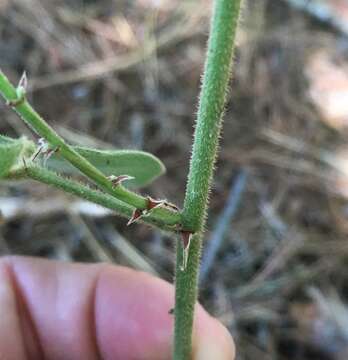 Desmodium nuttallii (Schindl.) B. G. Schub. resmi