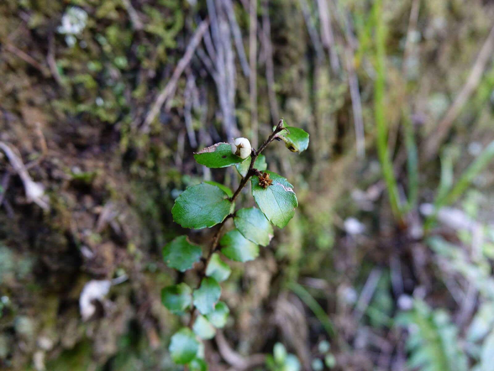 Sivun Gaultheria antipoda Forst. fil. kuva