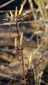 Image of Oxalis gracilis Jacq.