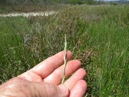 Image of Italian Rye Grass