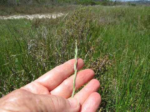 Image of Italian Rye Grass