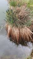 Image of Tufted Sedge