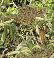 Image of Scale-breasted Woodpecker