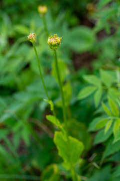 Image of Doronicum altaicum Pall.