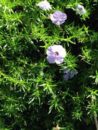 Imagem de Phlox diffusa Benth.