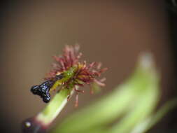 Plancia ëd Arthrochilus irritabilis F. Muell.