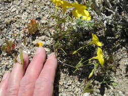 Image of Mojave suncup