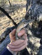 Image of Varanus tristis orientalis Fry 1913