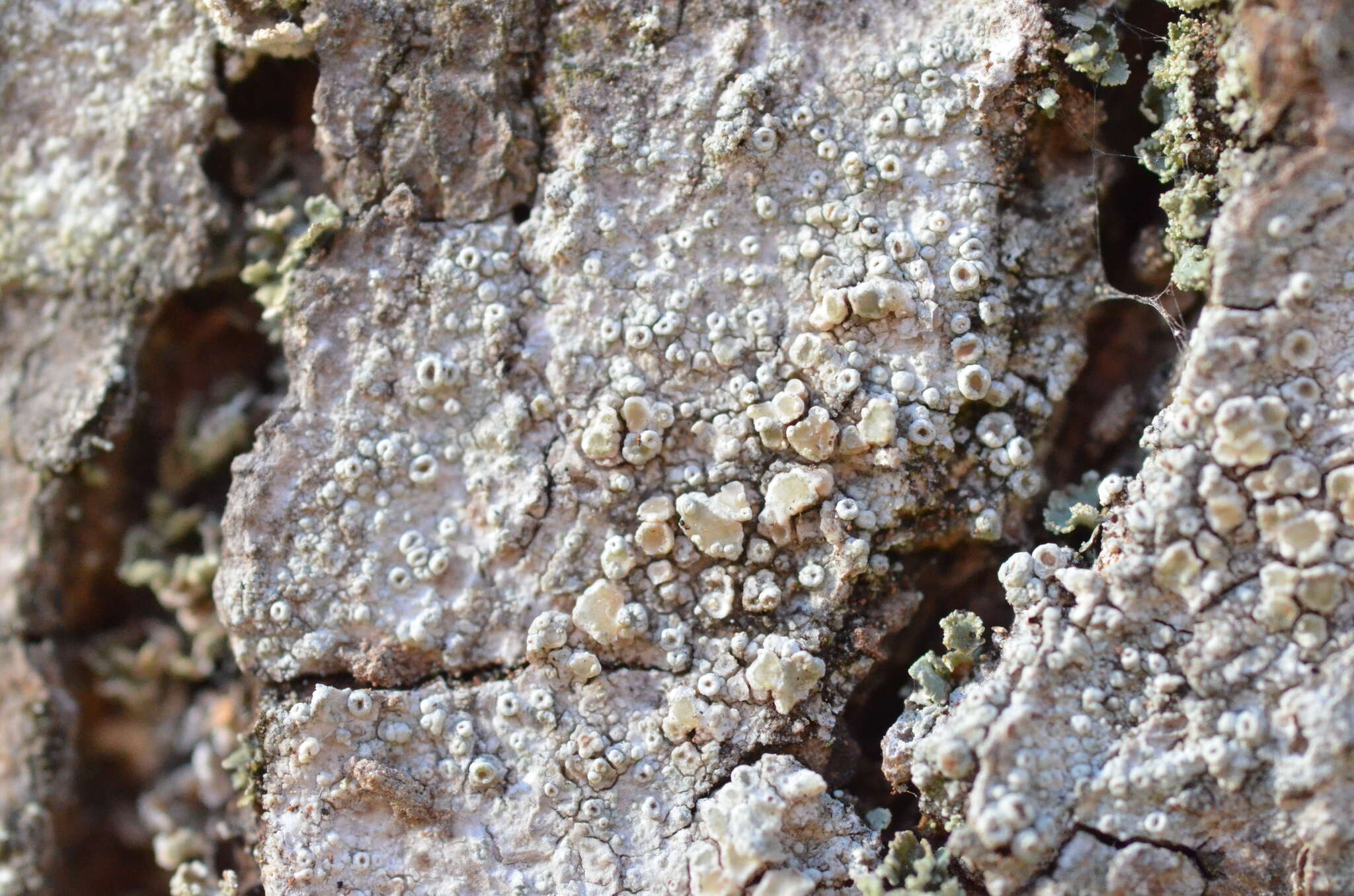 Imagem de Lecanora chlarotera Nyl.