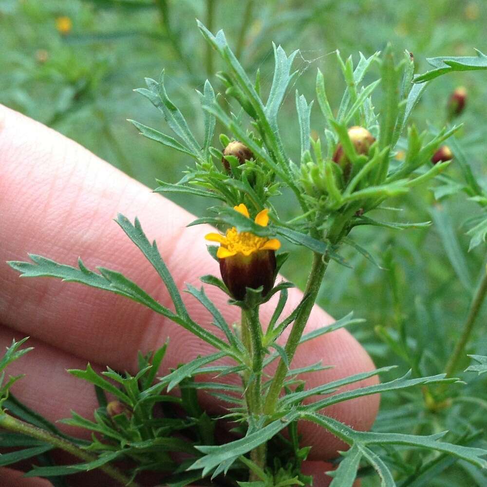 Image of fetid marigold