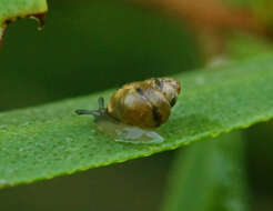 صورة Tornatellinops mastersi (Brazier 1876)