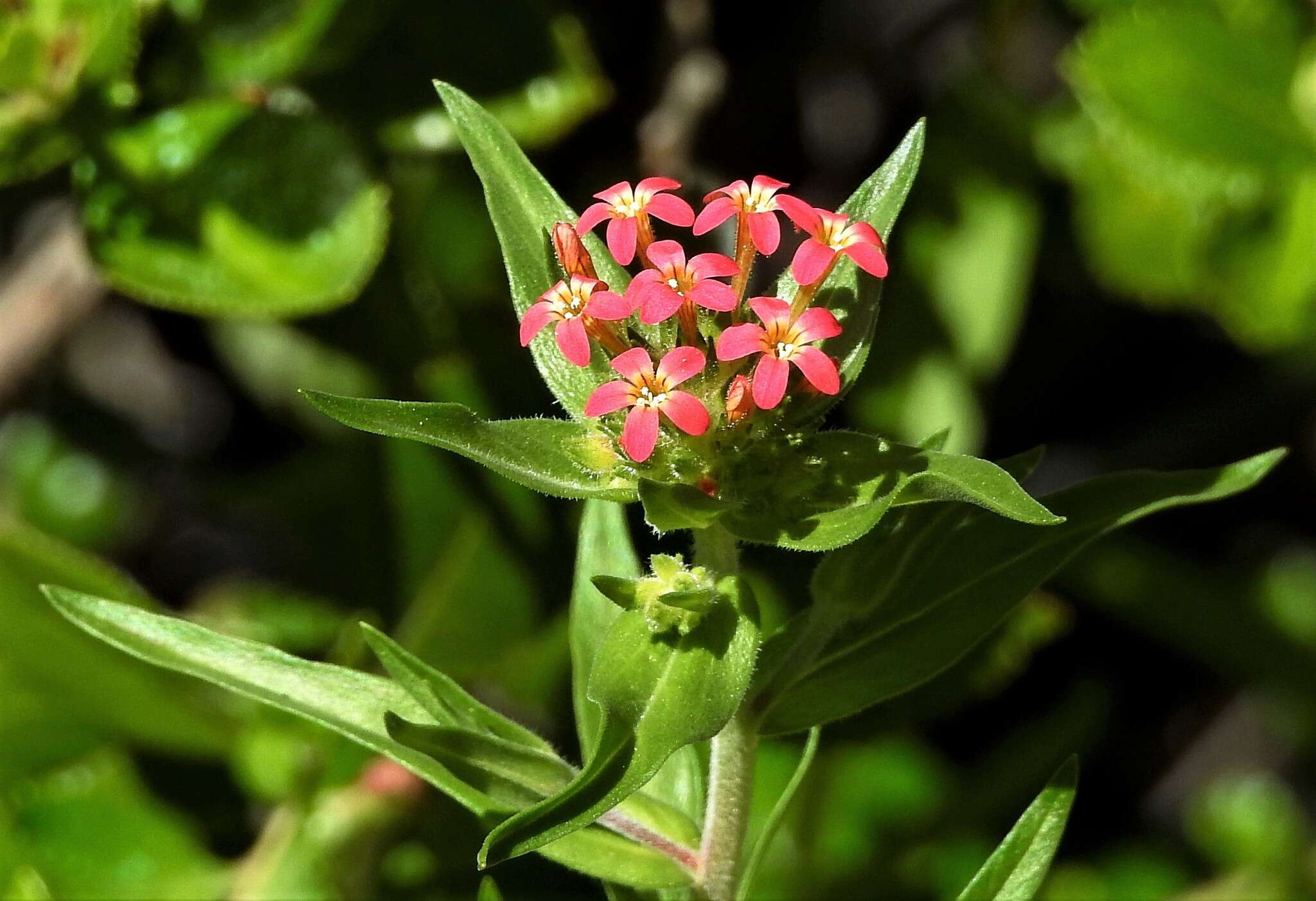 صورة Collomia biflora (Ruiz & Pav.) A. Brand