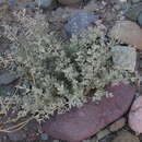 Image of Atriplex deserticola R. Phil.