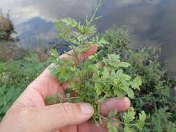 Image of Southern Marsh Yellowcress