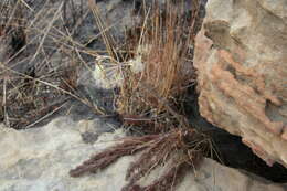 Image of Pelargonium bowkeri Harv.