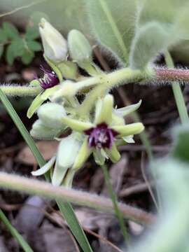 Image of Raphionacme procumbens Schltr.