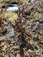 Image of white arctic mountain heather