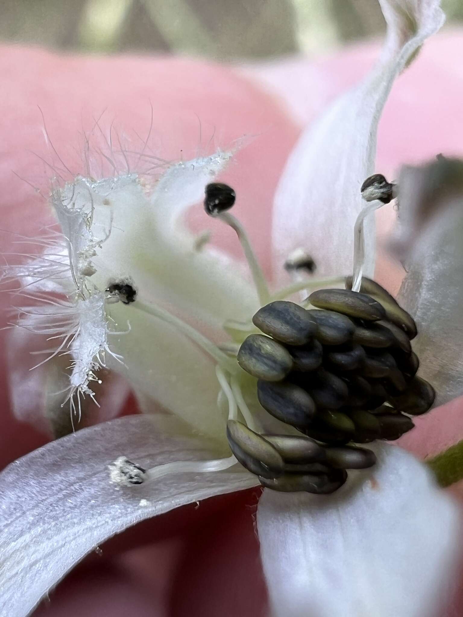 Delphinium carolinianum subsp. calciphilum M. J. Warnock的圖片