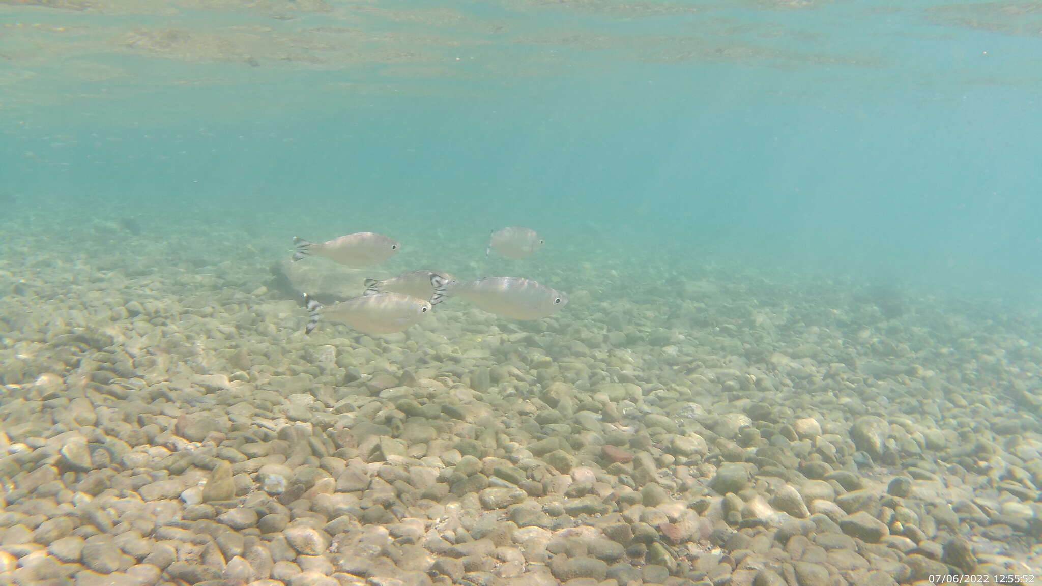 Image of Barred flagtail