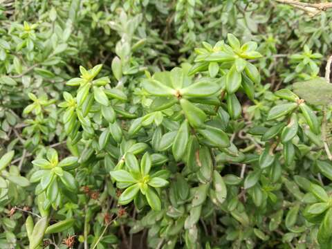 Image of Sedum calcicola Robinson & Greenm.