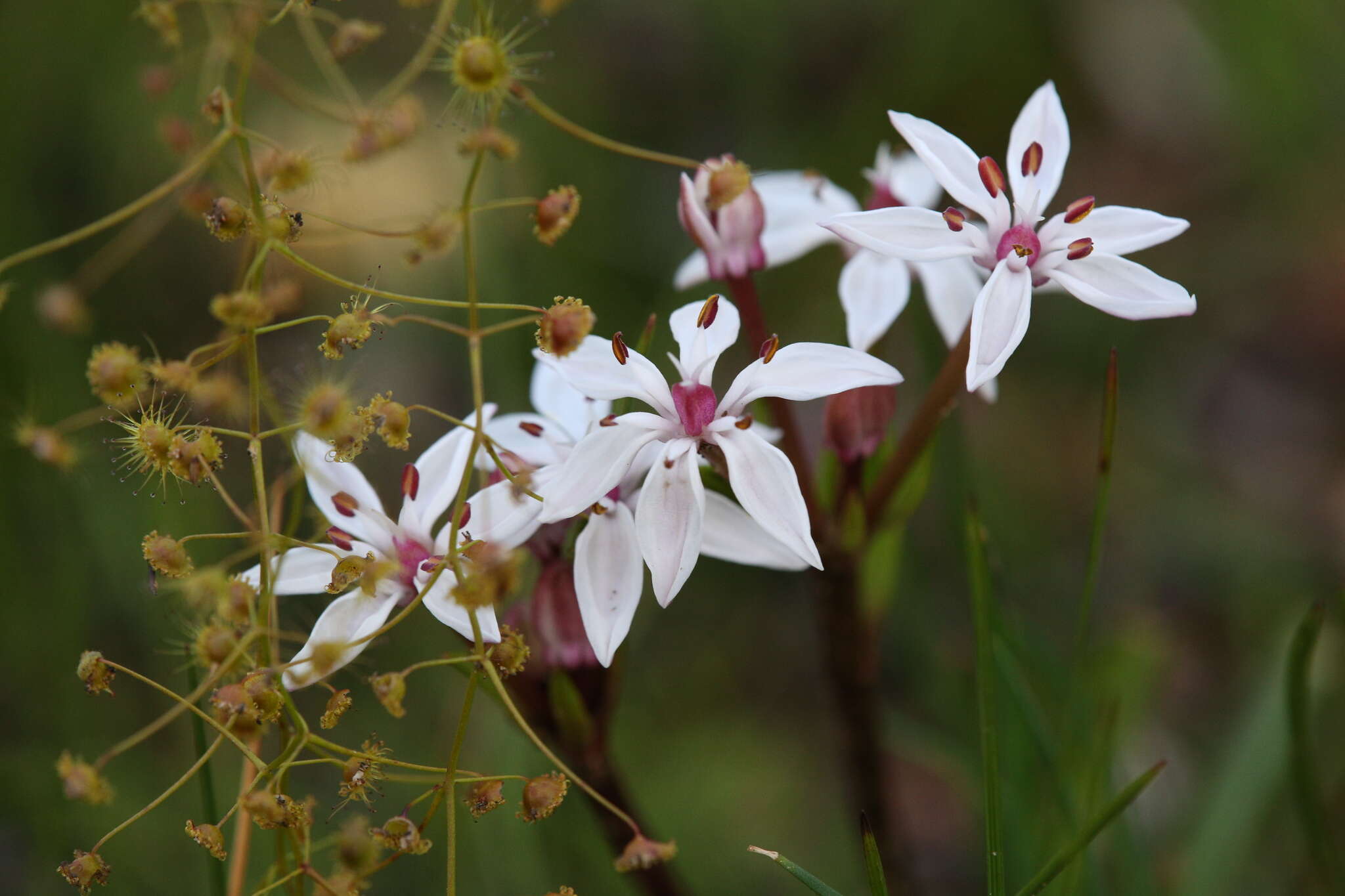 Image of Burchardia multiflora Lindl.