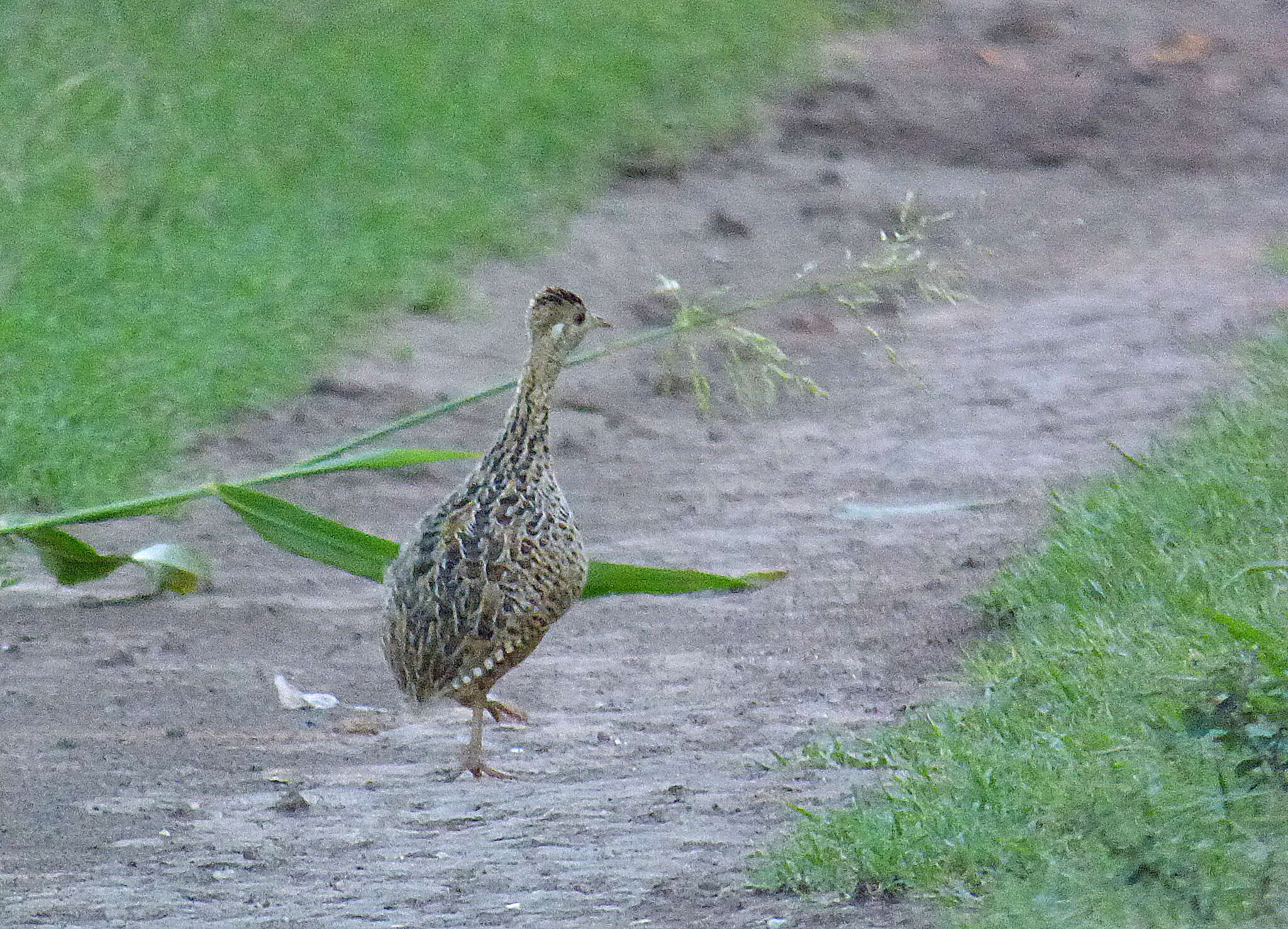 Image of Spotted Nothura