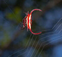 Image of Devil's crab orbweaver