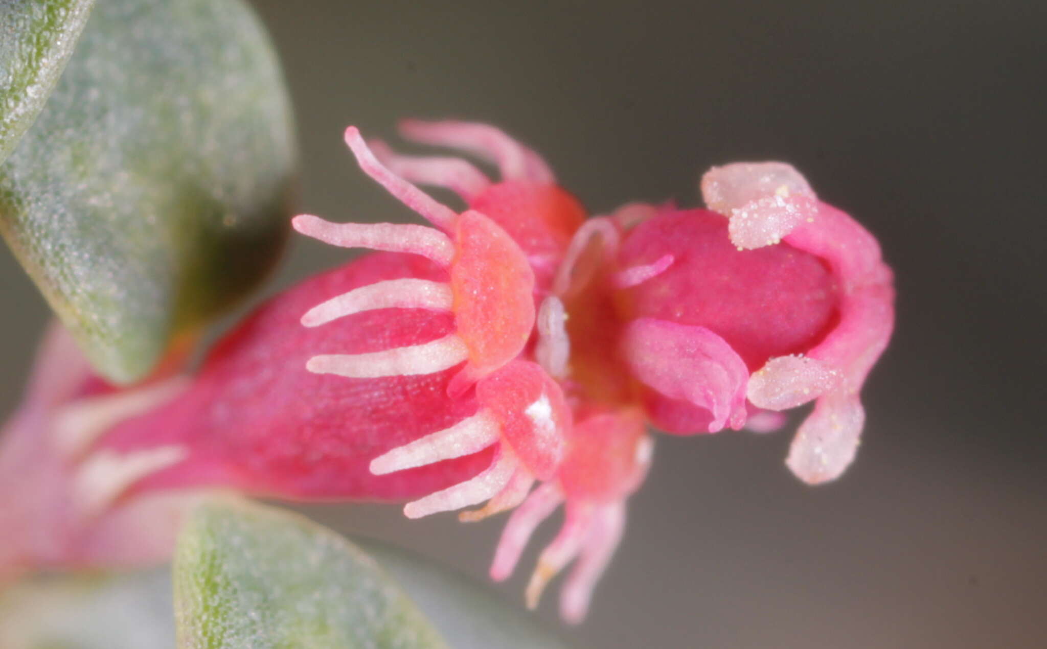 Слика од Euphorbia chaetocalyx var. triligulata (L. C. Wheeler) M. C. Johnst.