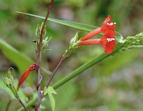 Ipomoea rubriflora O'Donell resmi