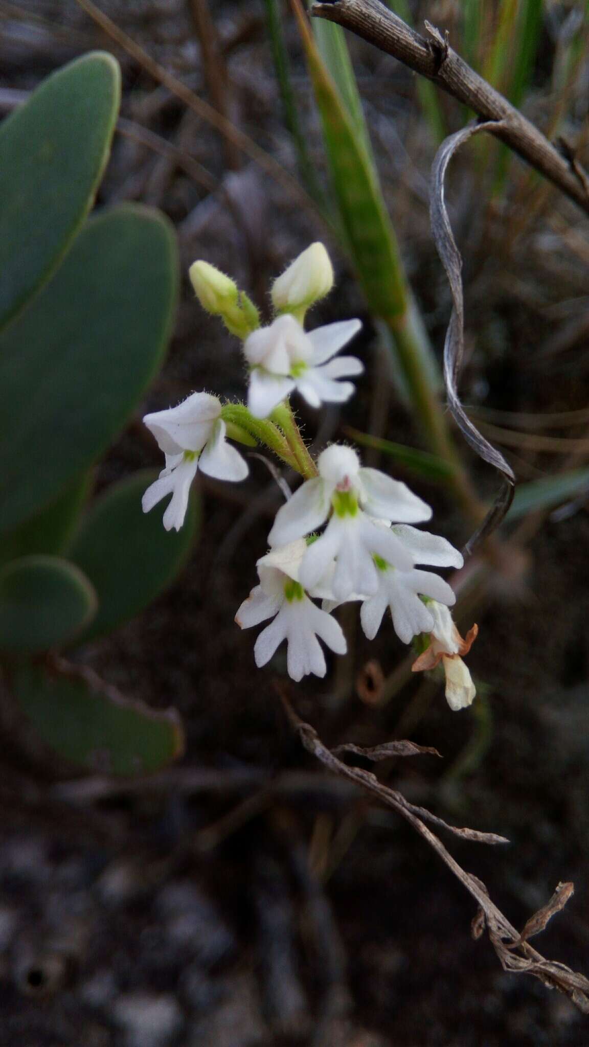 Image of Cynorkis jumelleana Schltr.