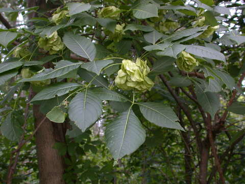 Image of common hoptree