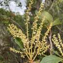 Clethra scabra Pers. resmi