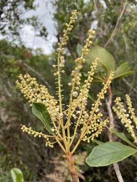 Image of Clethra scabra Pers.