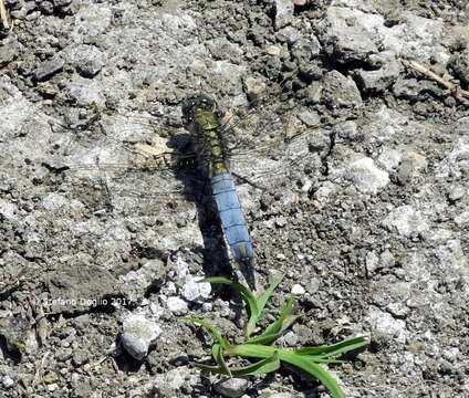 Image of Black-tailed Skimmer