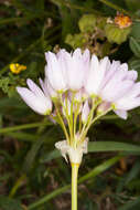 Image of Allium roseum L.