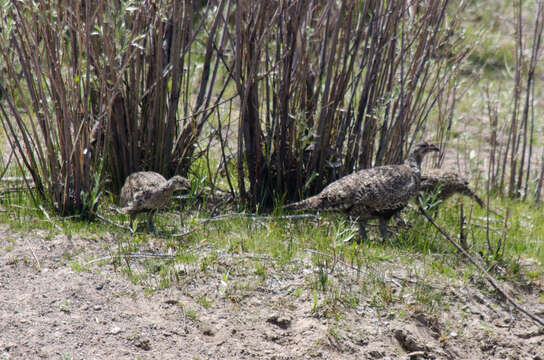 Image of Gunnison sage-grouse; greater sage-grouse