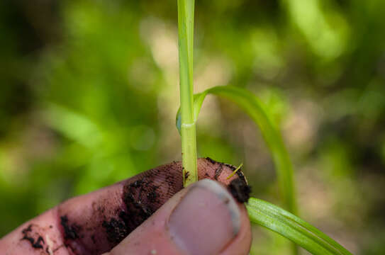 Image of Smooth-Sheath Sedge