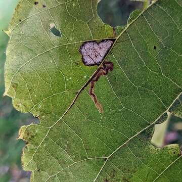 Image of Stigmella tiliella (Braun 1912) Newton et al. 1982