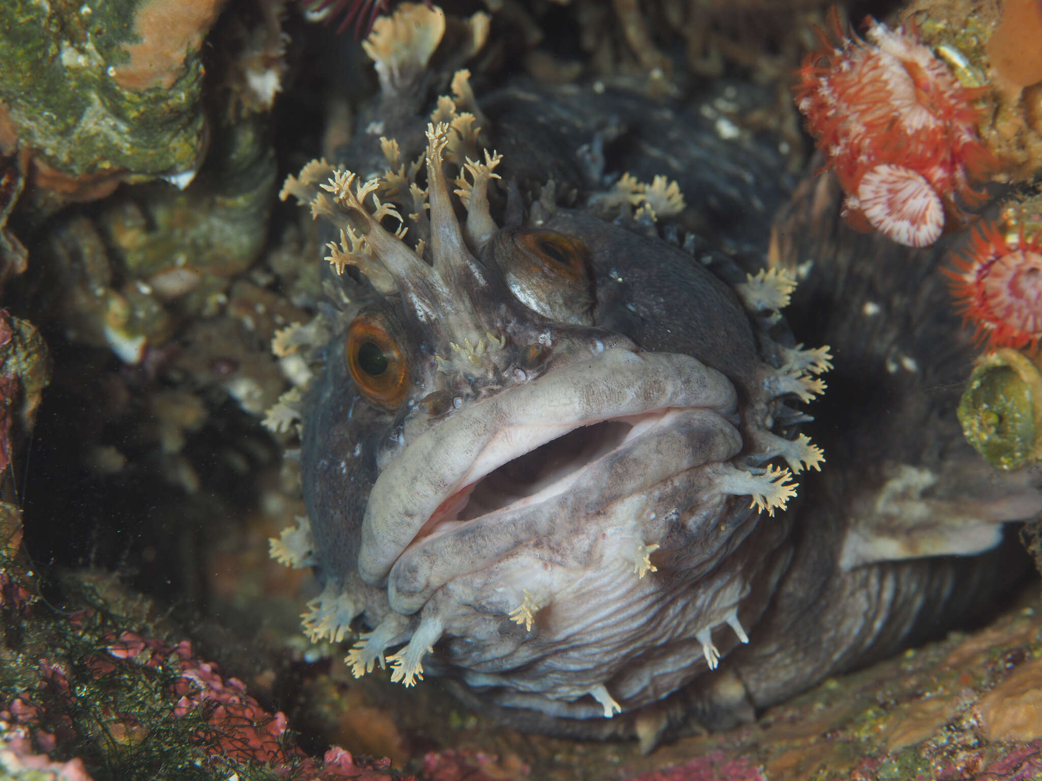 Image of Mottled warbonnet