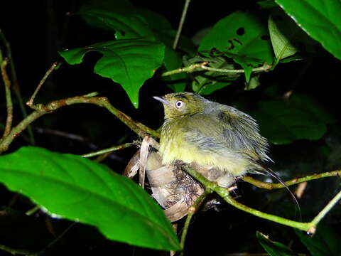 Image of Wire-tailed Manakin