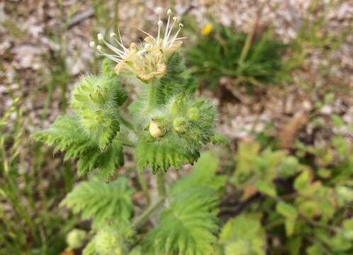 Image of stinging phacelia