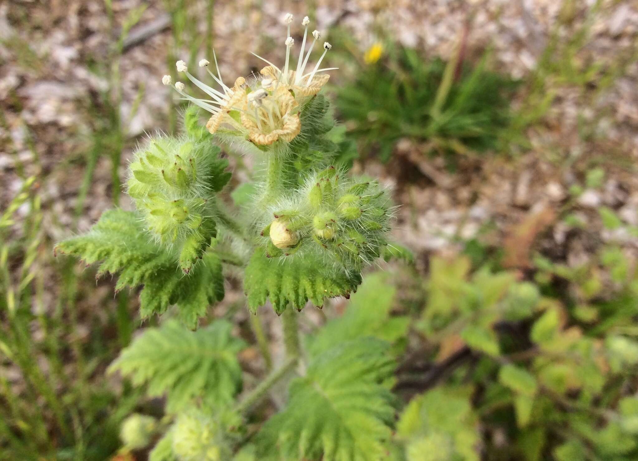 Image of stinging phacelia