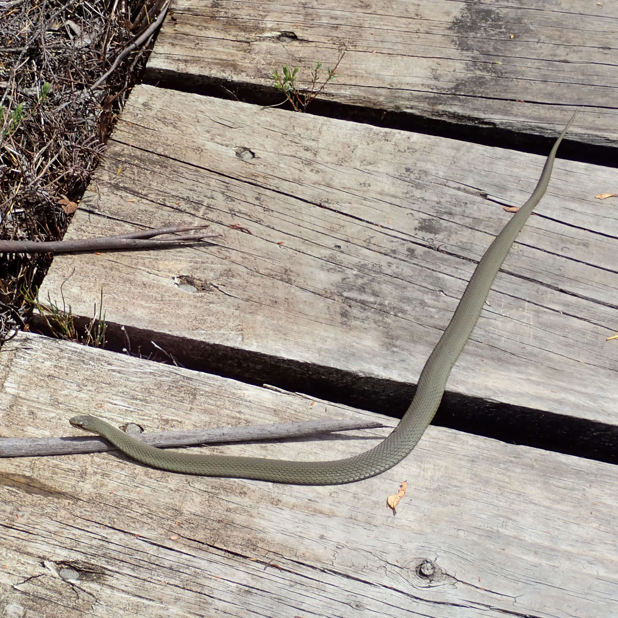 Image of White-lipped snake