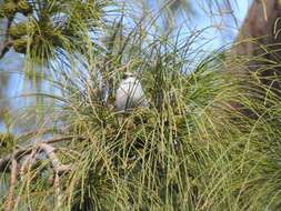 Image of Lavender Waxbill