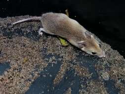 Image of Common African Fat Mouse -- Fat Mouse