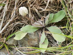 Image of Craspedia uniflora var. grandis Allan