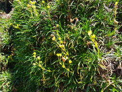 Image of Calceolaria pinifolia Cav.