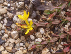 Image of trailing St John's-wort