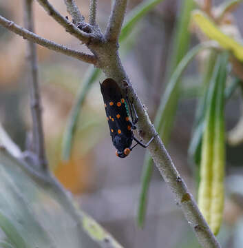 Imagem de Desudaba maculata Distant 1892